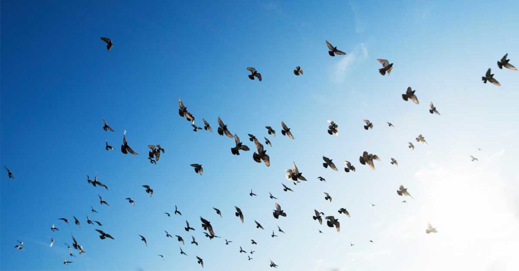 Flock of birds flying through the sky